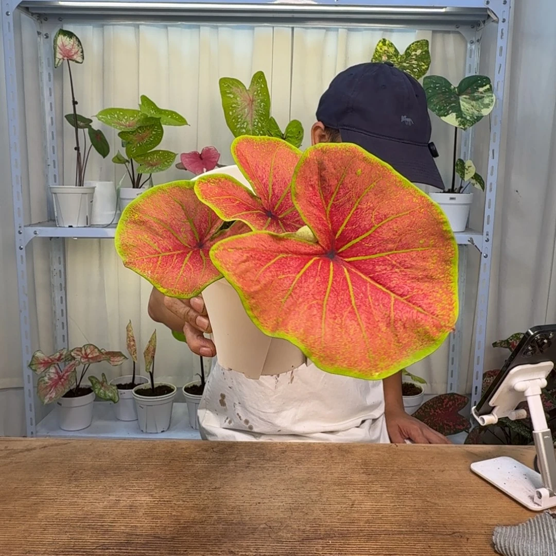 无花朵金色麦浪    0098