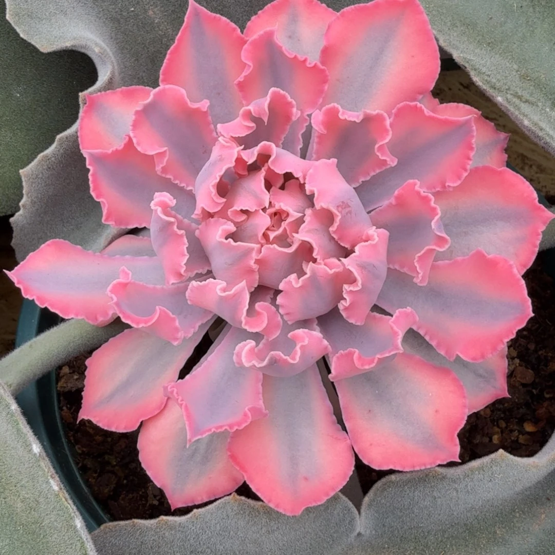 晚霞之舞锦锦上园艺一物一拍