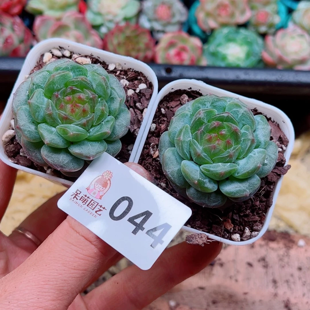 多肉植物多肉植物