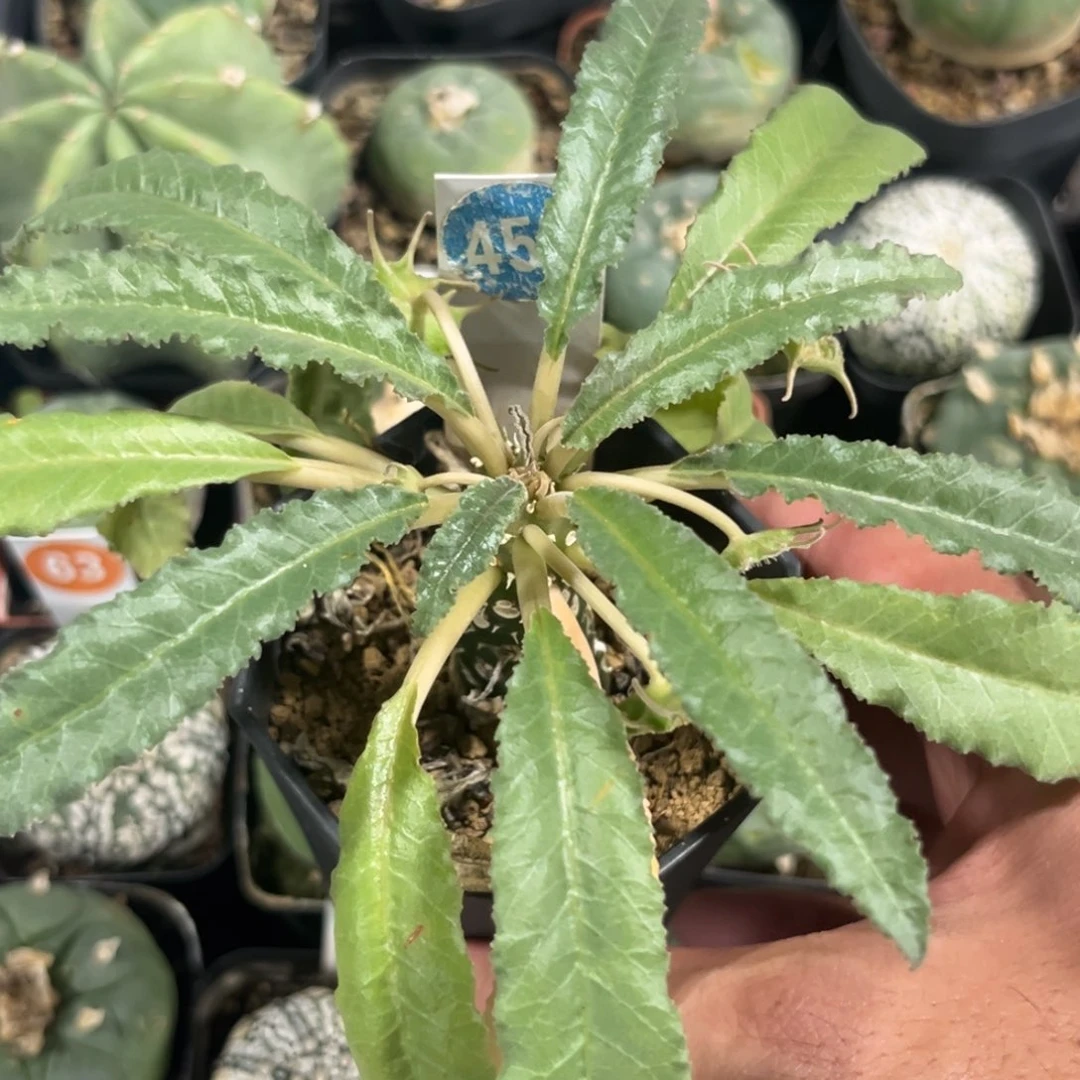 455长叶琉桑带盆带土