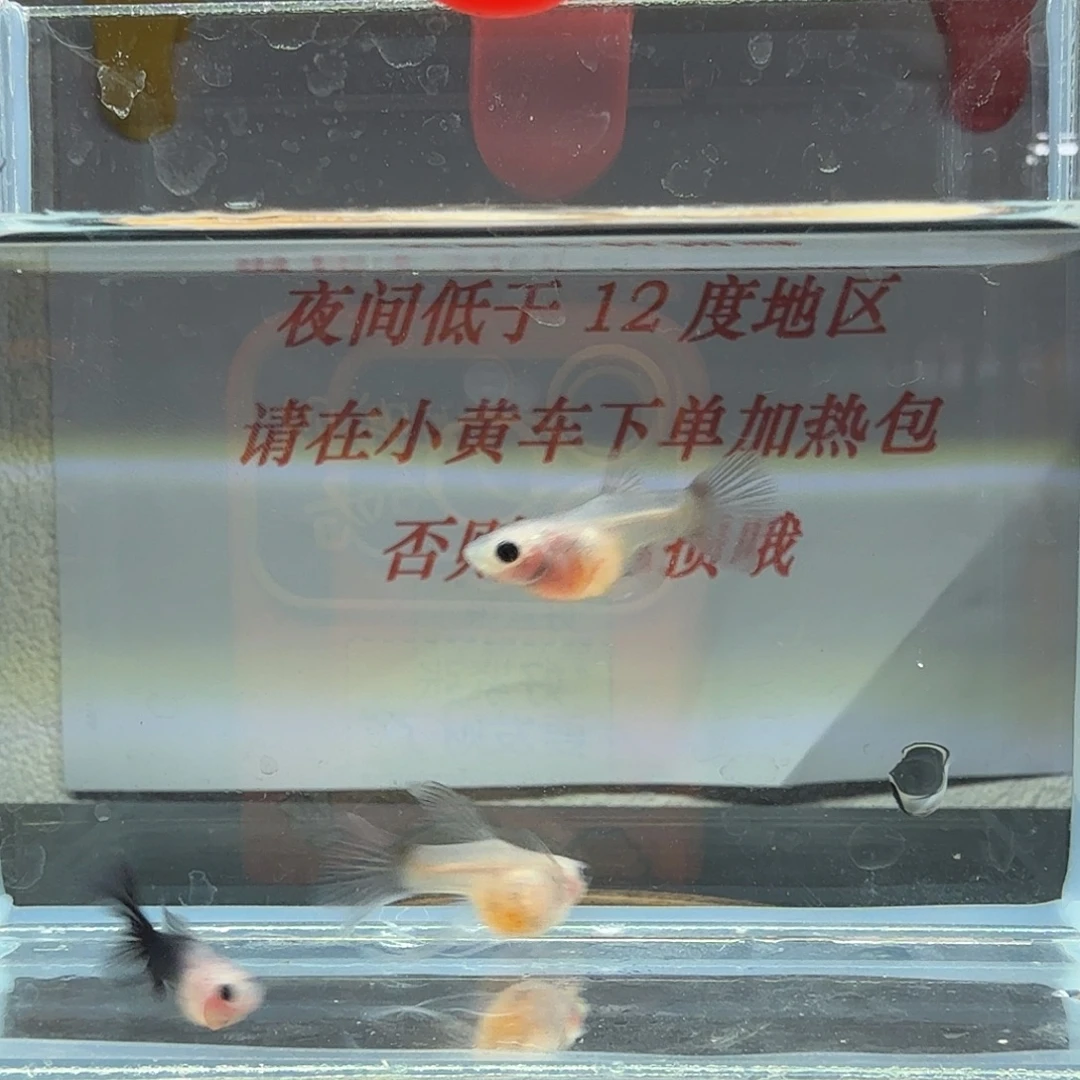孔雀鱼超透蓝礼服一组22