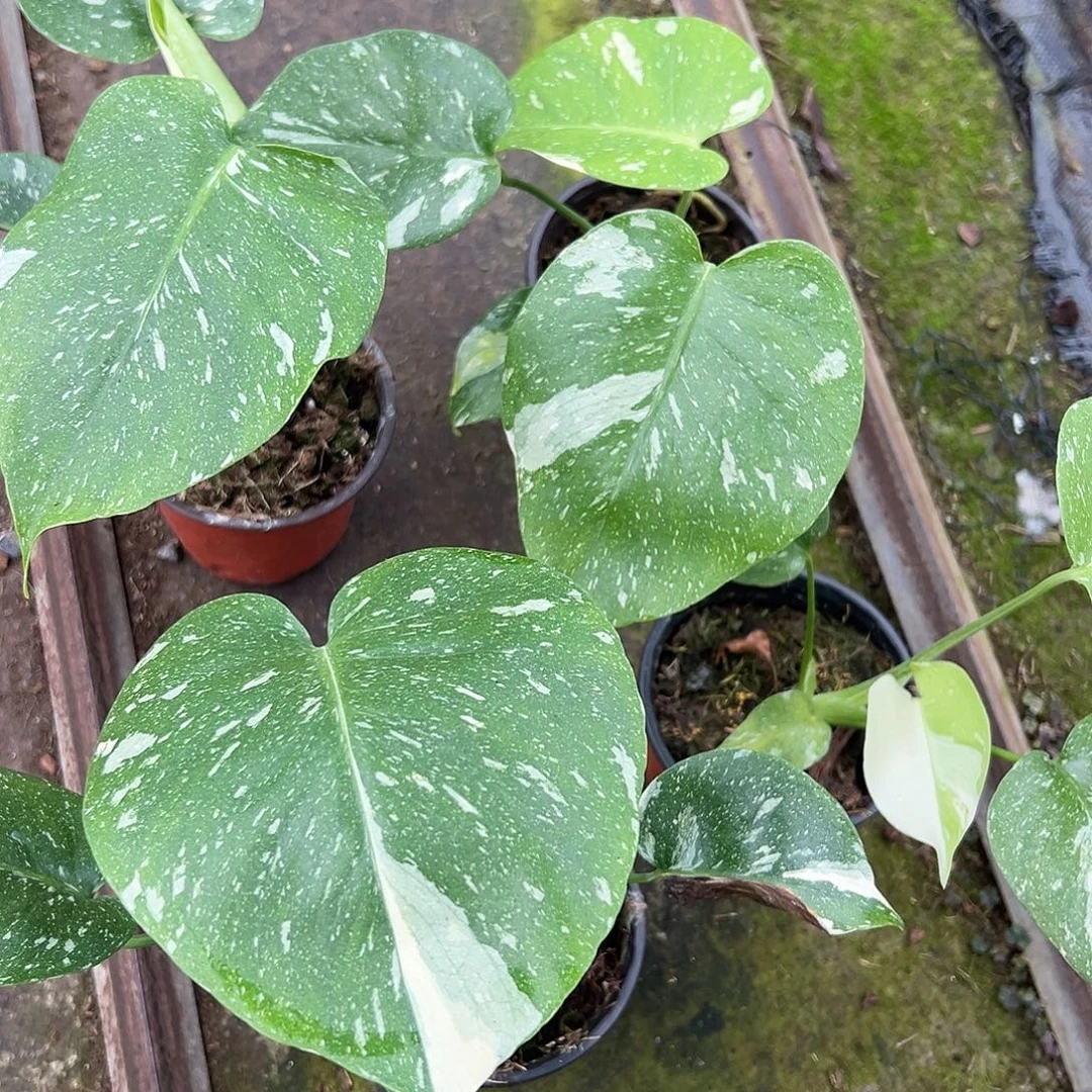 完全开放洒金龟背竹随机发货不售后