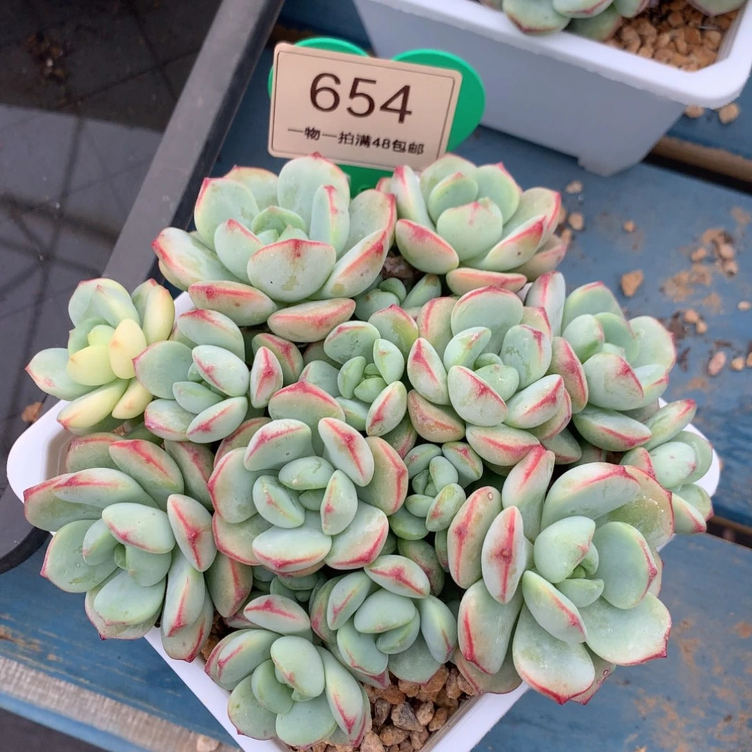 香草锦无砍平头654