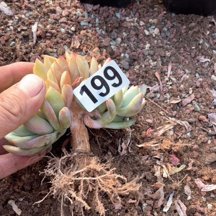 半*糖多肉植物一物一拍