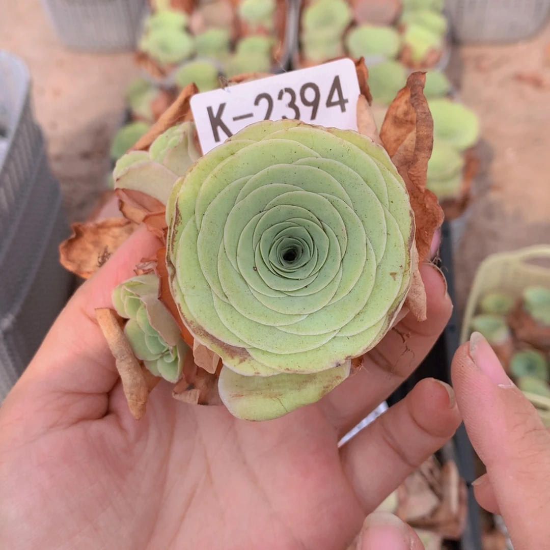 2394福利cv v h b b b