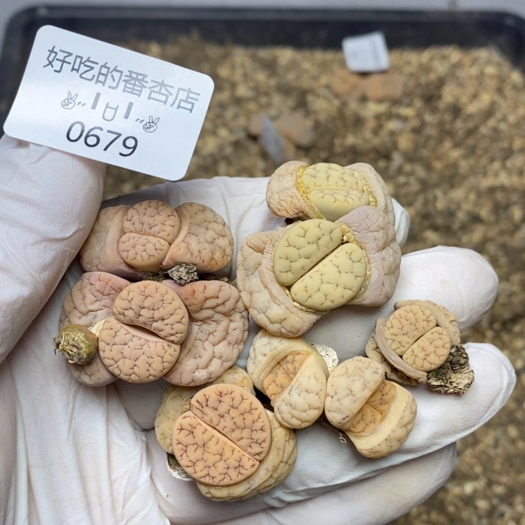 0679。零下拍保温。