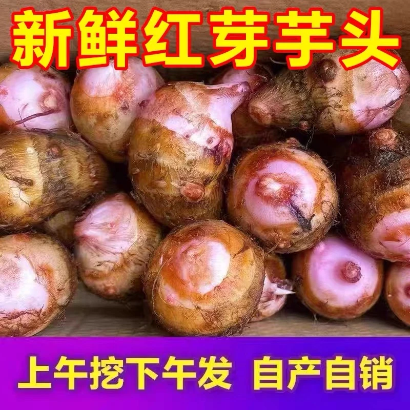 福建高山红芽芋新鲜当季小芋艿现挖芋子