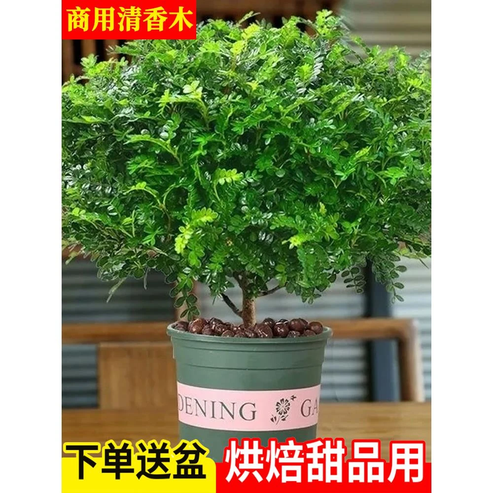 商用爆盆清香木绿植盆栽烘焙蛋糕饮品提拉米苏胡椒木装饰摆盘花草