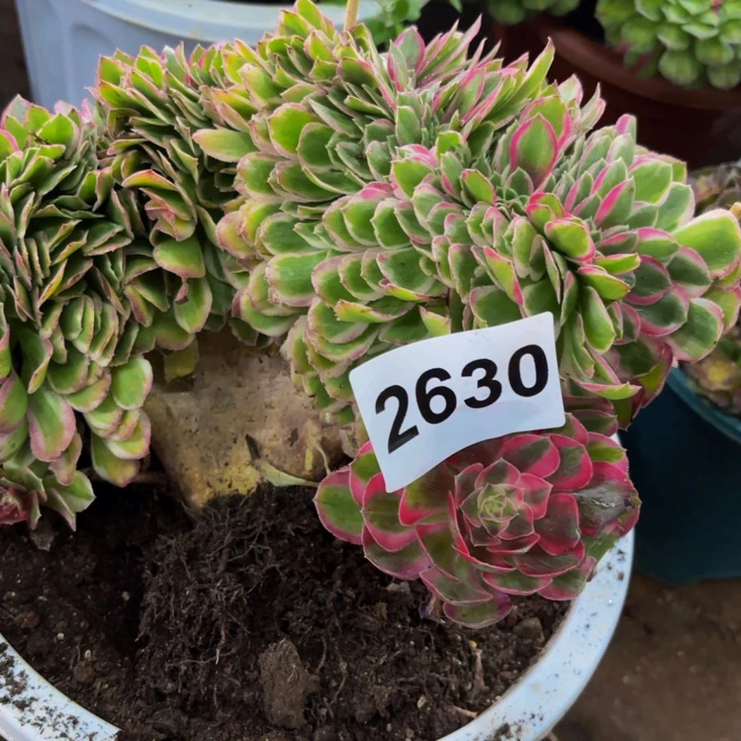 贪***顽2630多肉植物孔雀翎缀