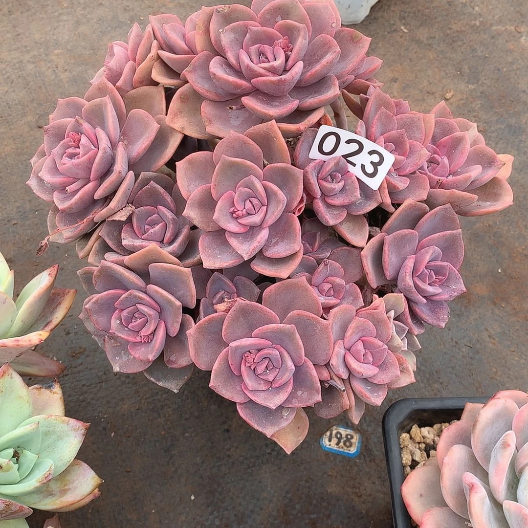 023彩虹糖一物一拍多肉