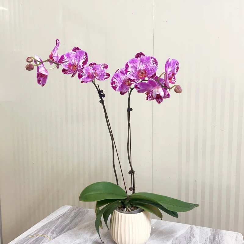 【仙鹤来】精品蝴蝶兰带花带花苞 室内绿植 基地发货