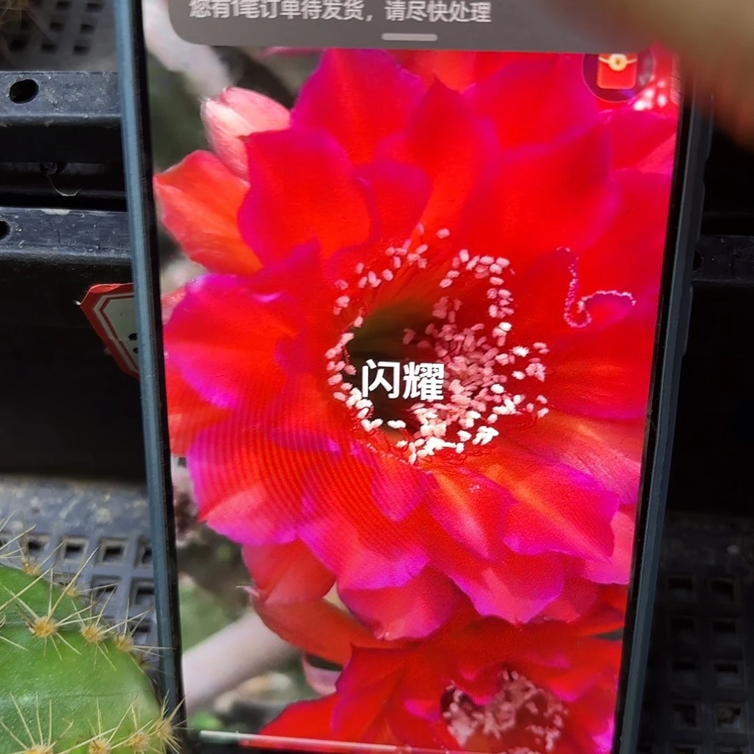 闪耀无根侧牙四五公分20