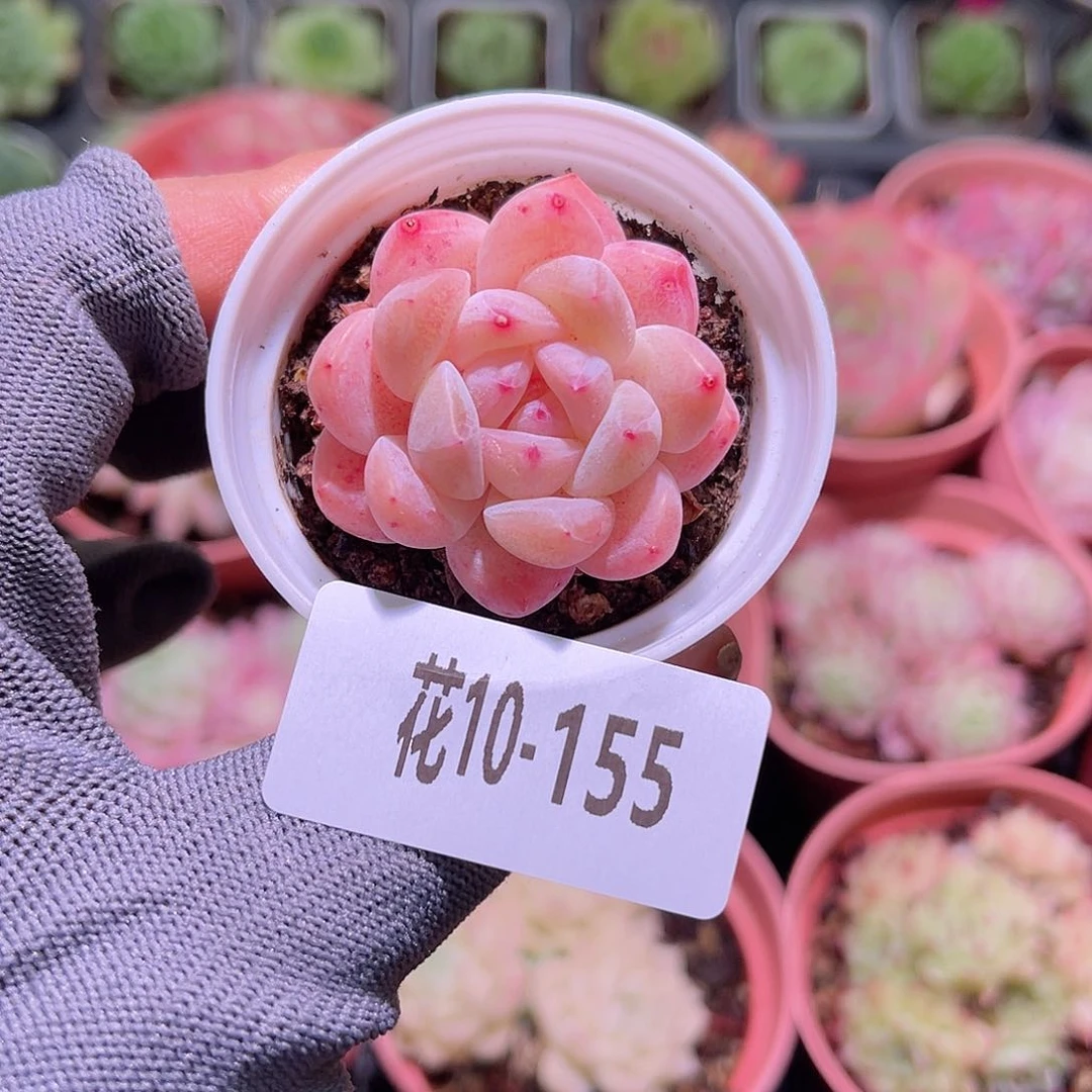 花10-155冰娃娃单头