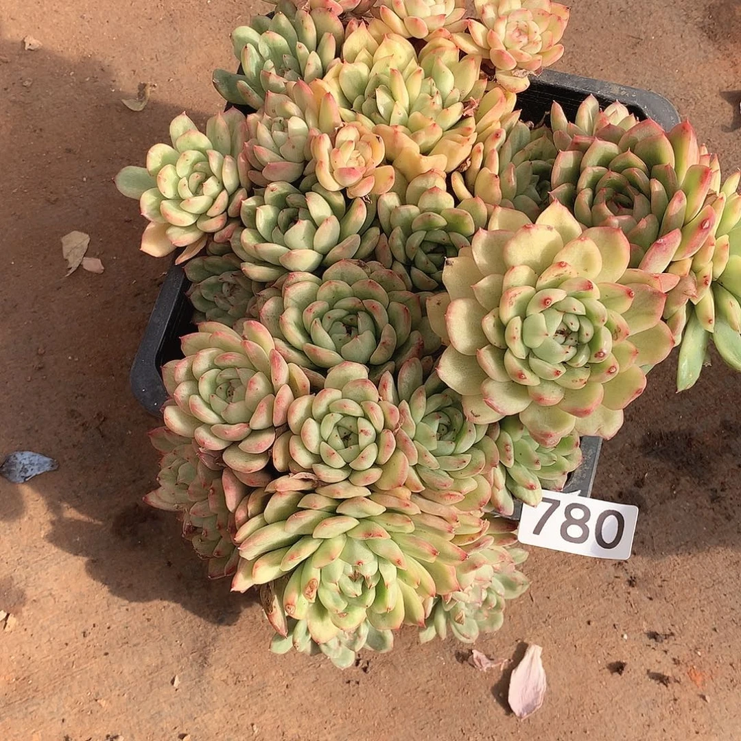 780锦 一物一拍多肉