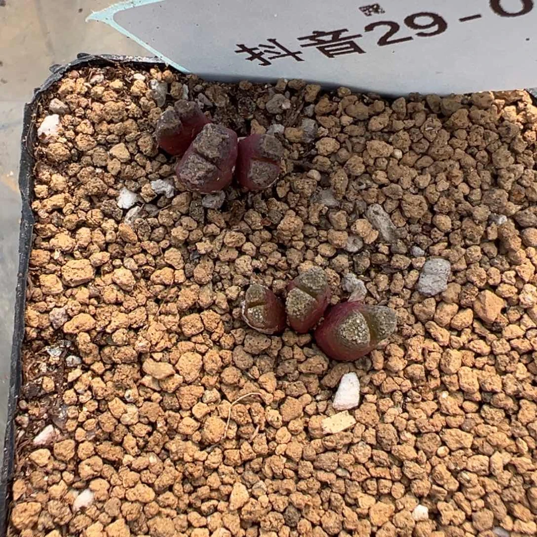 29-01肉锥多肉植物