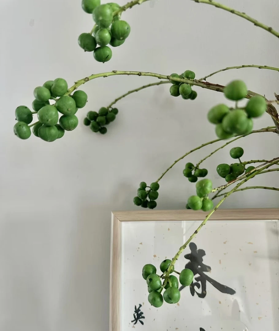 早安花园~菩提果室内观赏性花材 可做干花