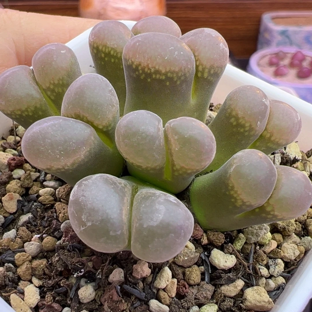 73号多头群生福利特特