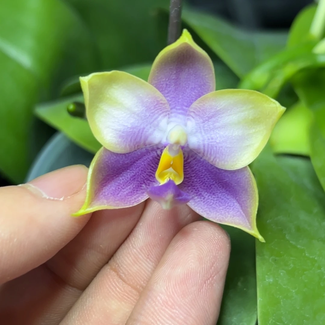 完全开放l107三寸ys1166