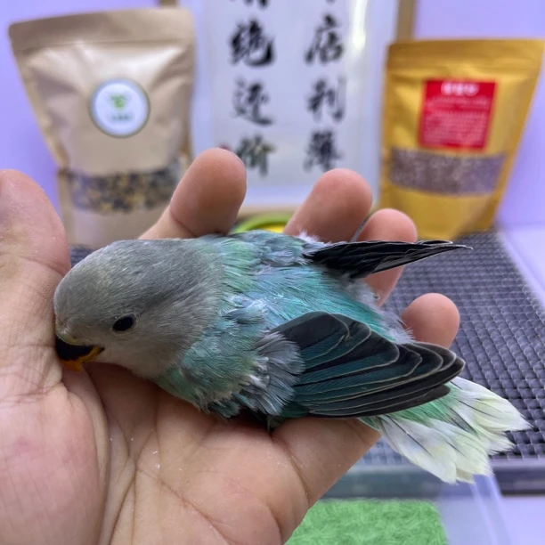 特价有咬毛金顶绿闪母K98822-牡丹鹦鹉