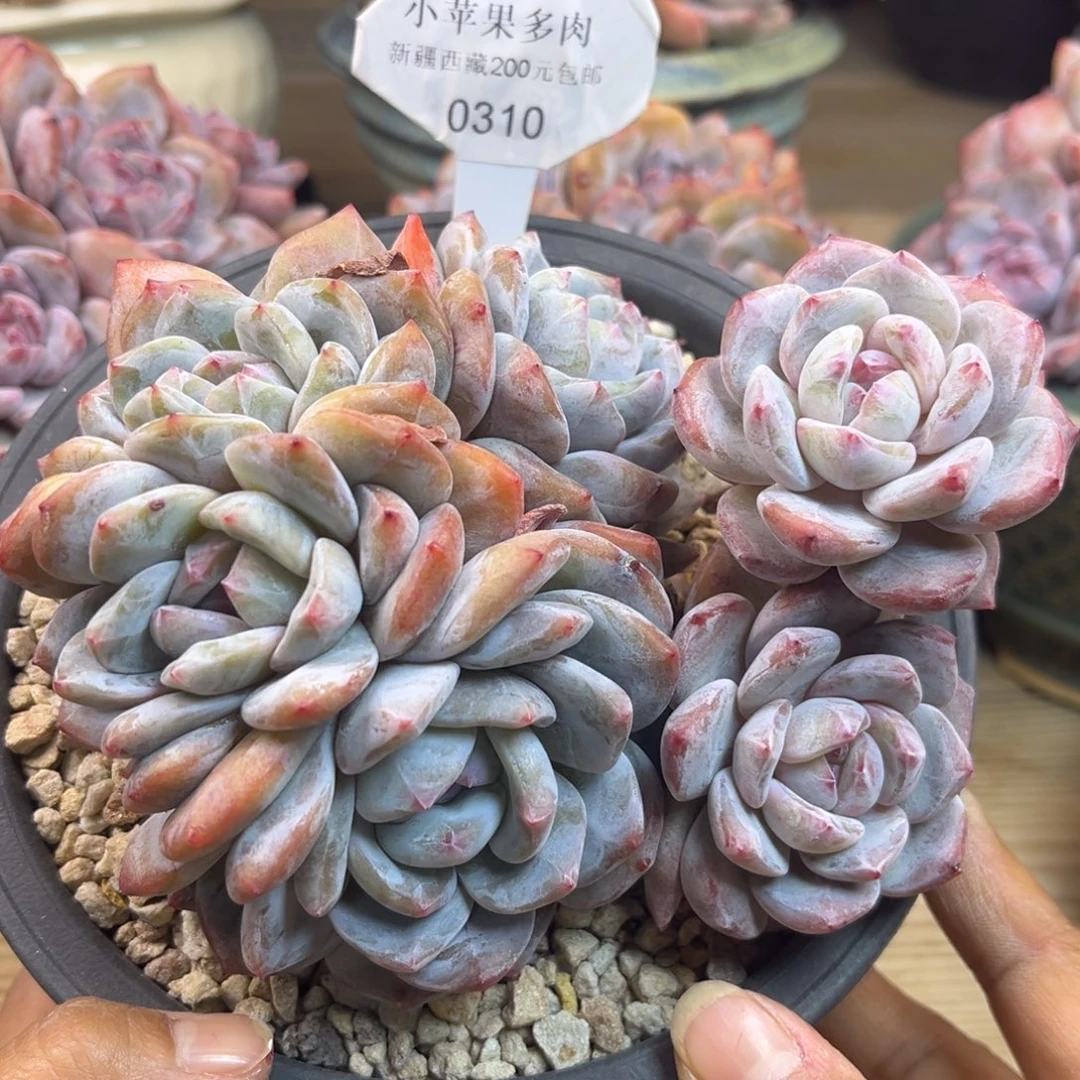 绿底紫心310/14cm7头