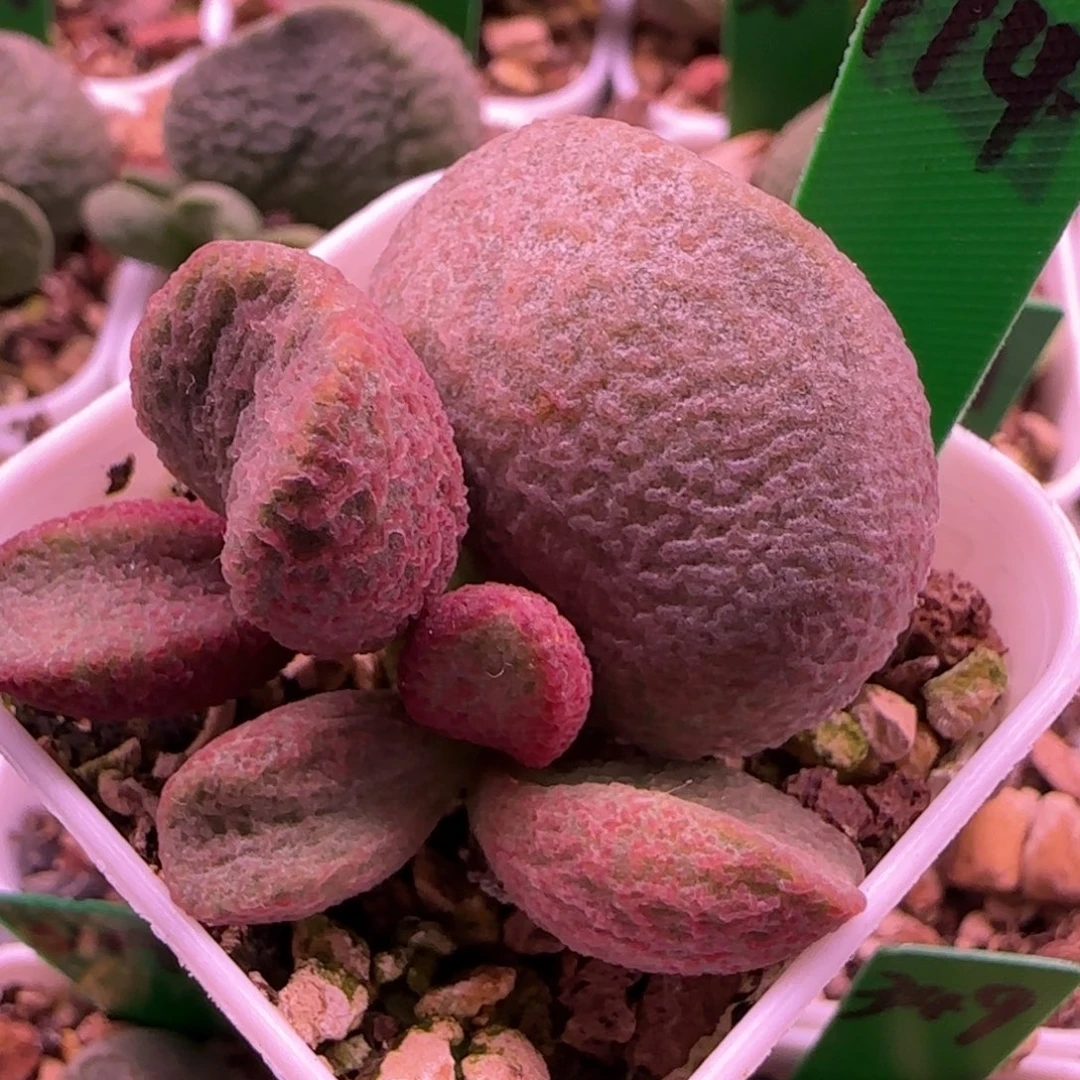 植***羊无花朵编号114大叶插