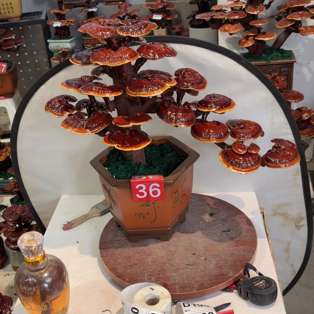 灵芝58888888888888888