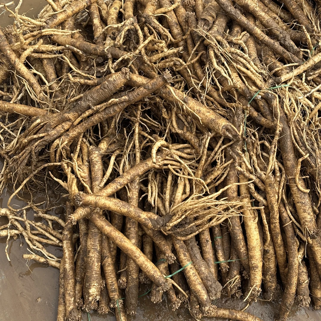 甘肃岷县原产地现挖新鲜党参适合泡酒煲汤炖肉滋补养生