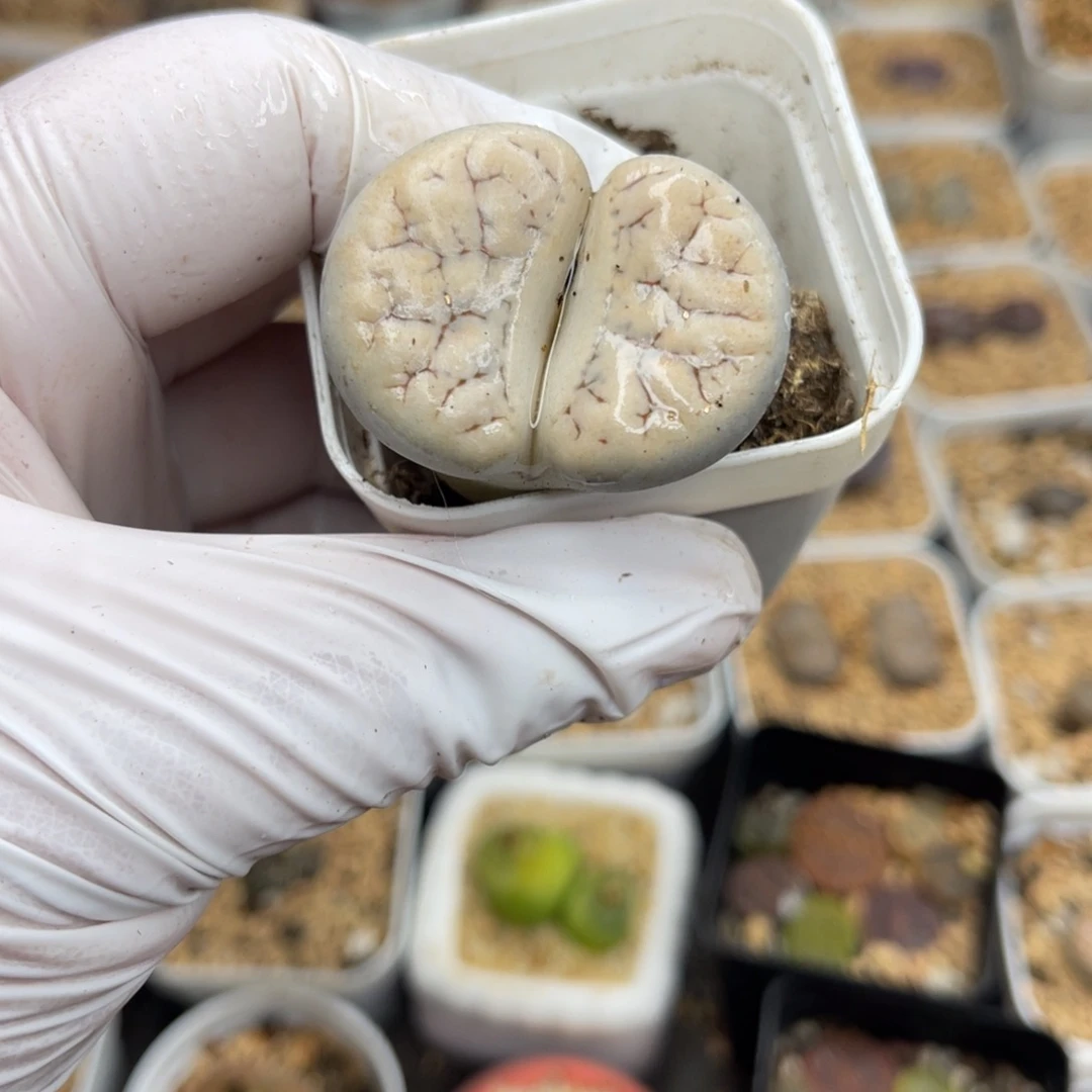 多肉植物一物一拍11