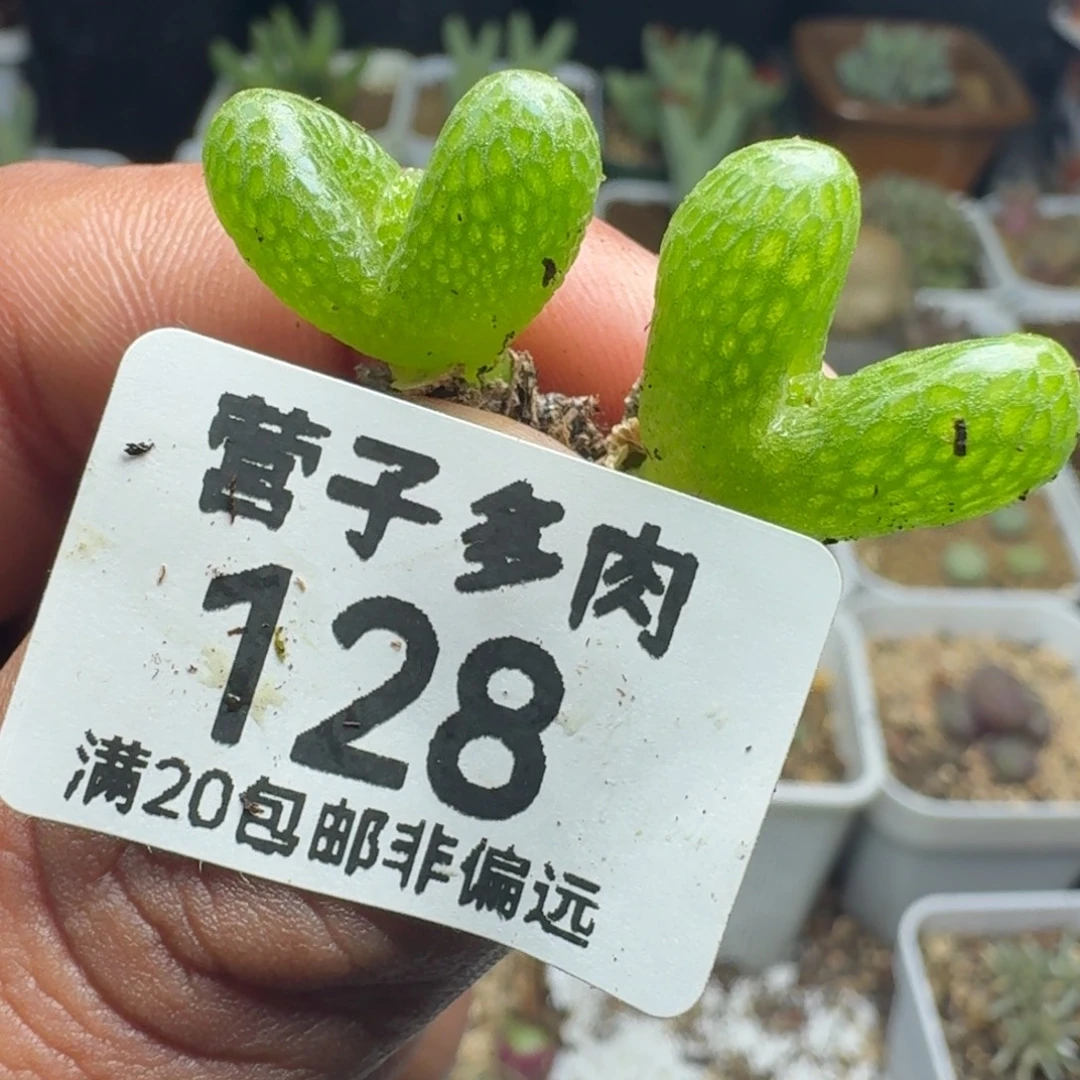 k***_妖奇玉两颗。