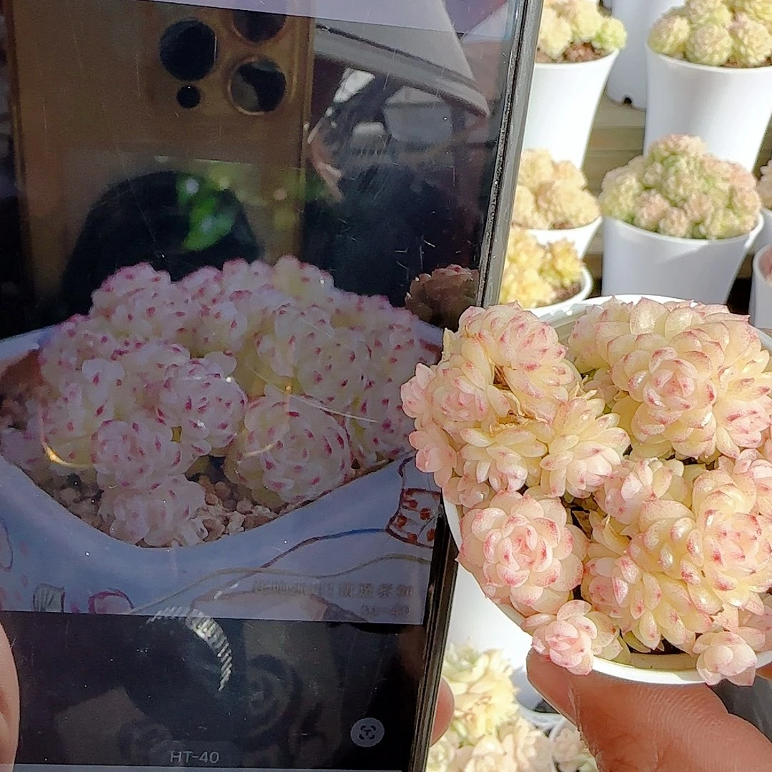 迪***曼1218-66（ht-40）优选多肉