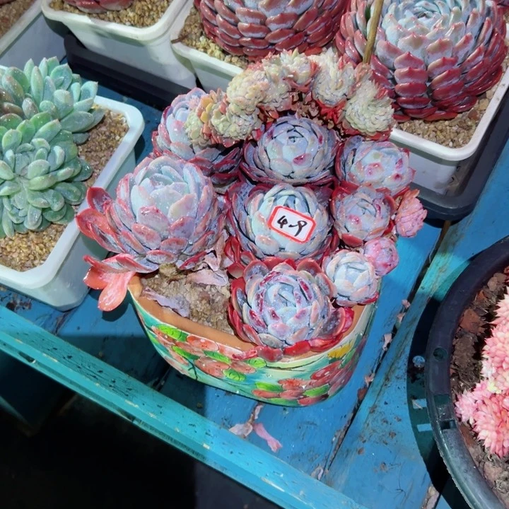 ?*然精品多肉植物老桩