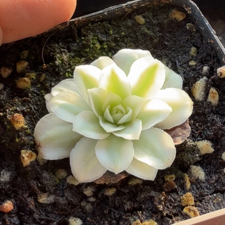 李***平秋夕覆轮锦433山地玫瑰