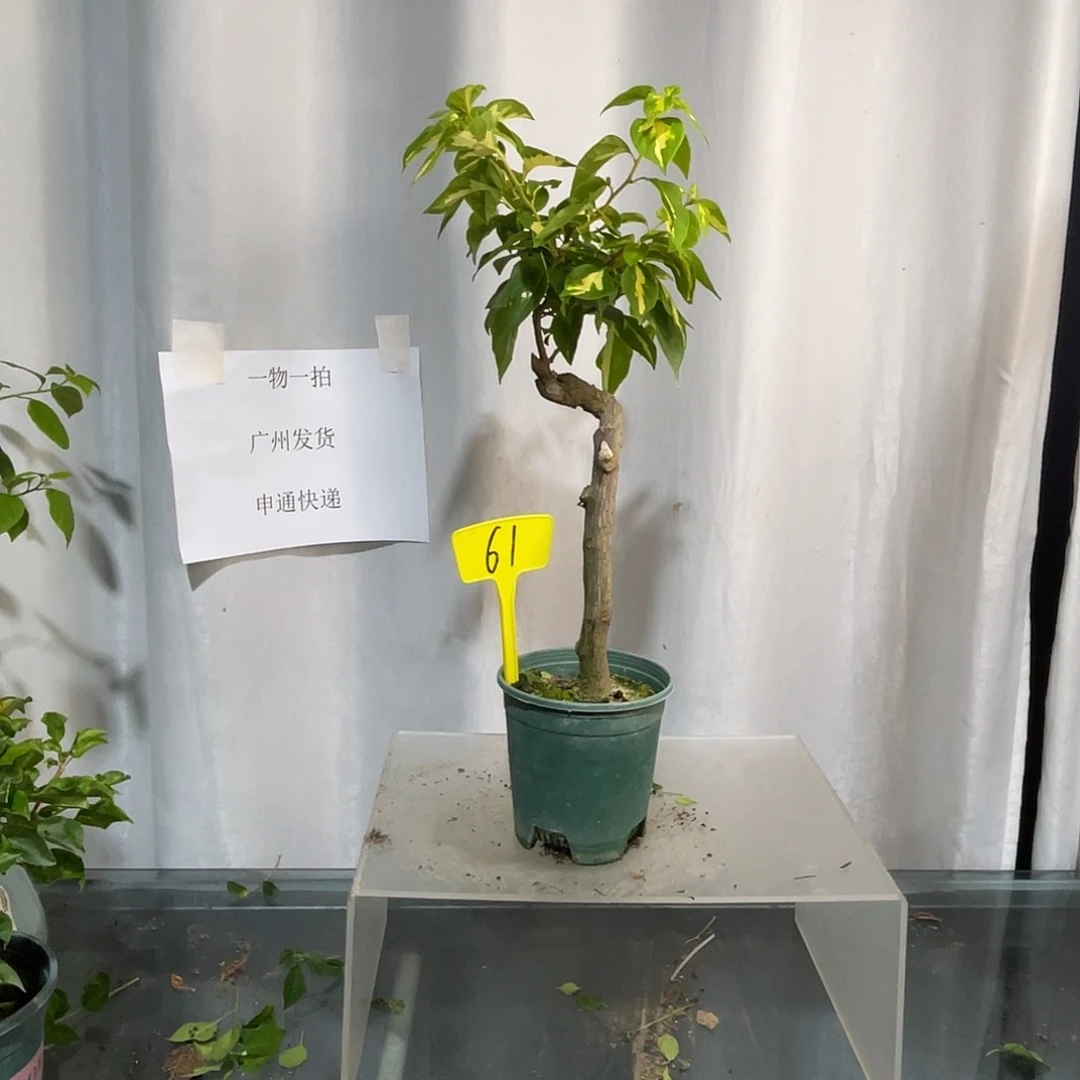 当前无花栽培后可以开花61金心双色桩，粗2.3公分