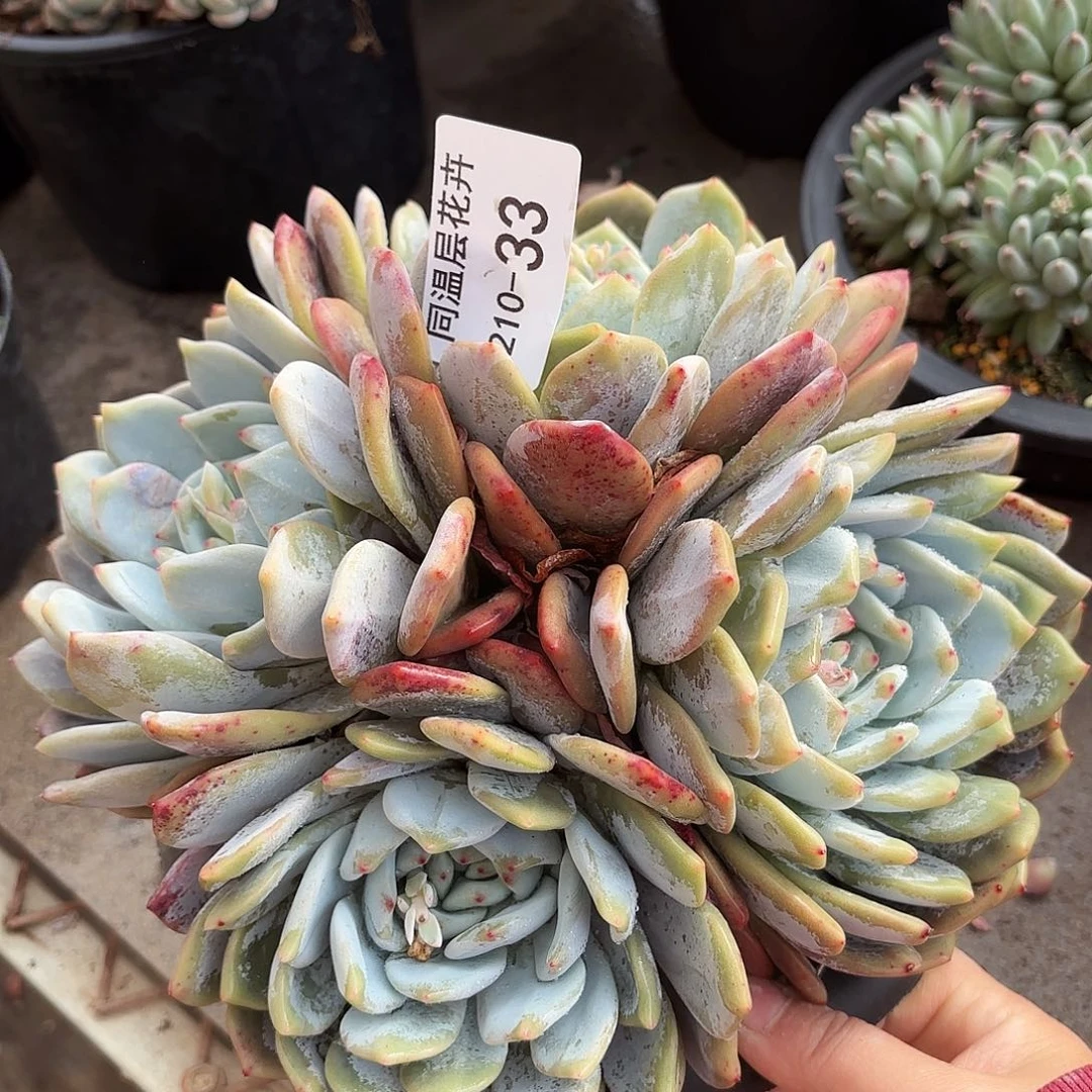 同温层多肉雪天使33