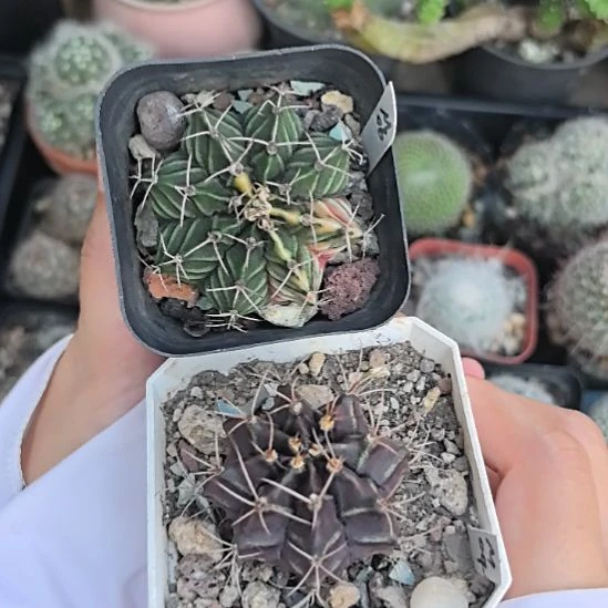 【组合2】紫牡丹直径4+牡丹锦直径4.5