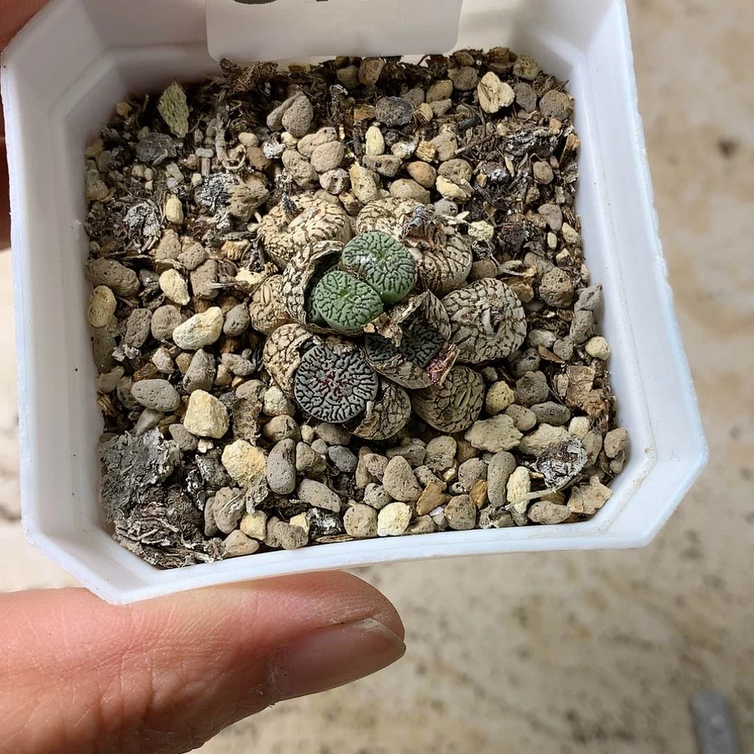 俏*吖G412多肉植物保护研究所