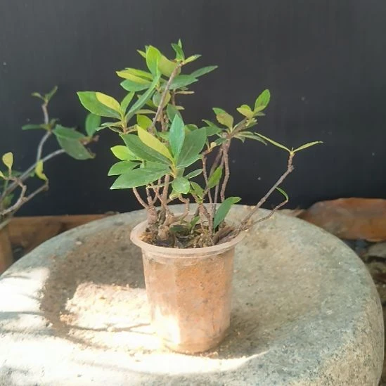 安***巴无花朵海岛栀子花