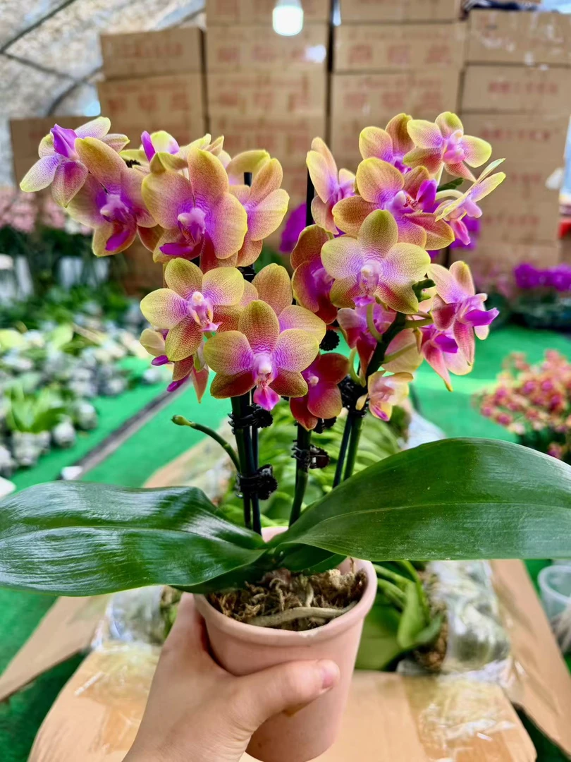 1个花剑  带香味 原生品种 【沙拉黄金】蝴蝶兰