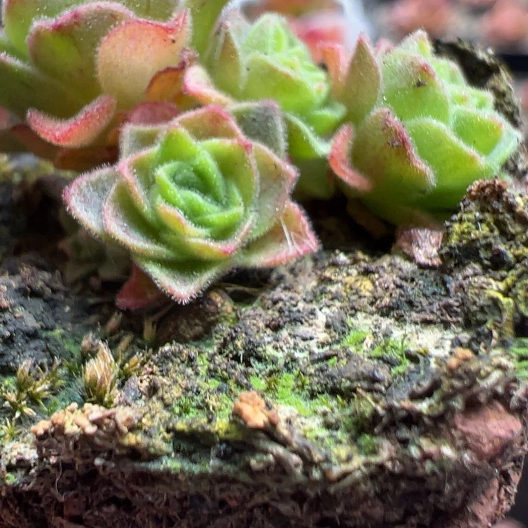 山地玫瑰。 侧芽一个寄养95