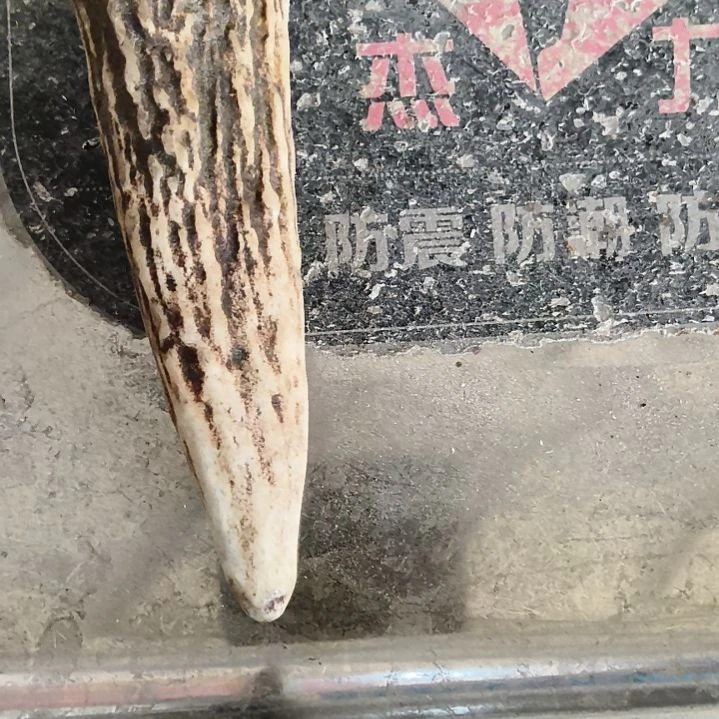 海***浪鹿角鹿角鹿角鹿角鹿角鹿角