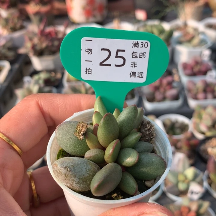 仙桃 多肉植物 25