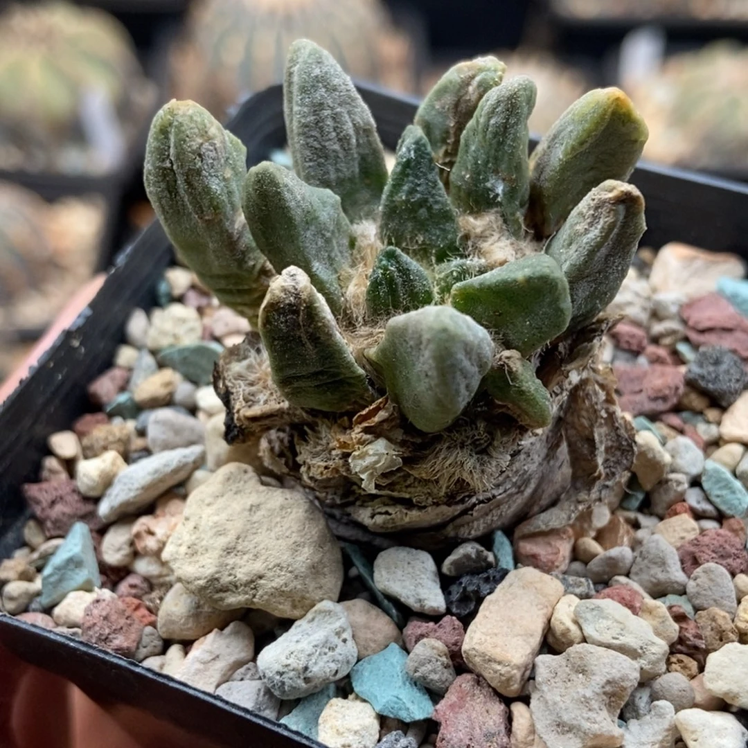 龙角牡丹1111111111111