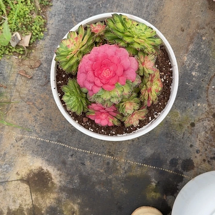 雪***使法师多肉植物知否