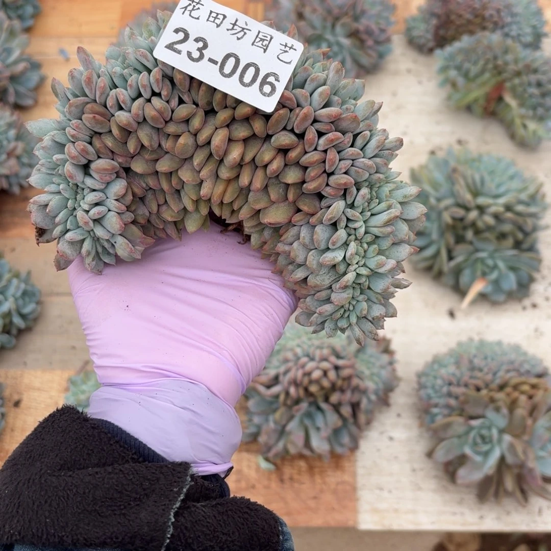 t****23.006石榴籽缀化