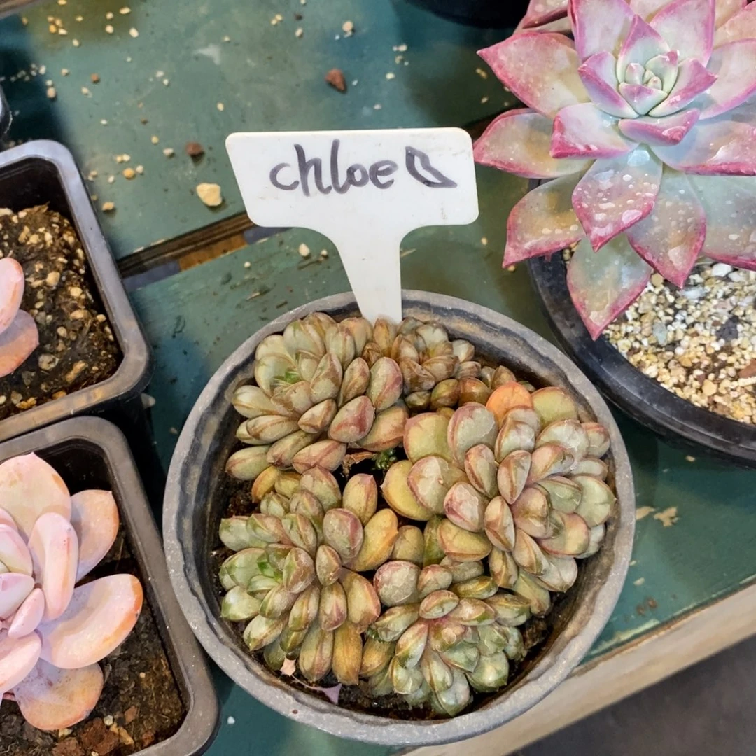 欧***巴我也没钱用咯我还在等我自己去交费