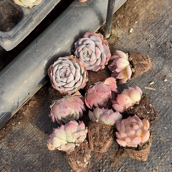 1-21左四晚霞杂交月影十棵量拍