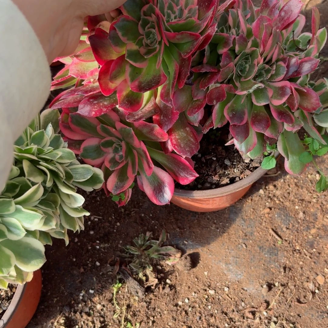 我4029 号多肉法师新年特价