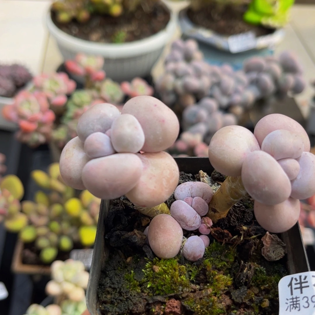 708/6cm芭比奶酪多肉