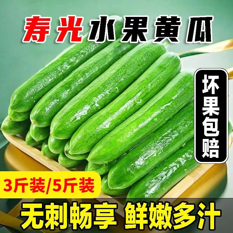 （刷单链接） 正宗寿光新鲜生吃小黄瓜当季新鲜采摘水果黄瓜奶油小