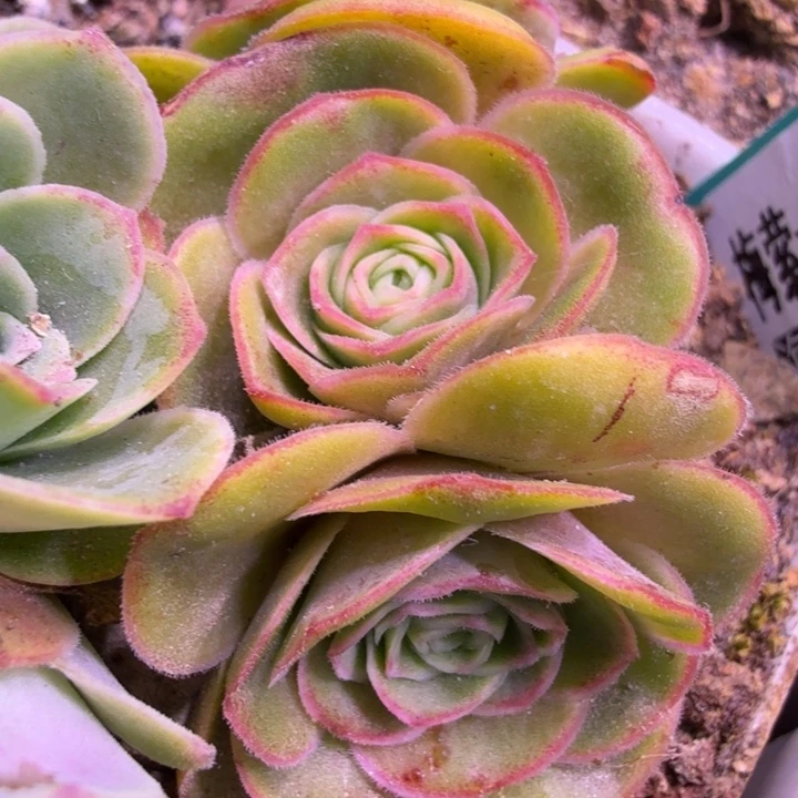 HD164  梅萦x龙母x若初 侧芽